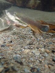 Anablepsoides hartii