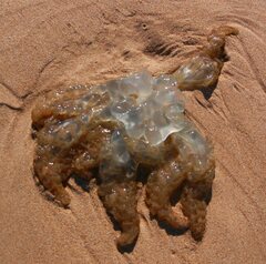 Catostylus tagi