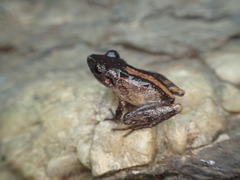 Pristimantis urichi