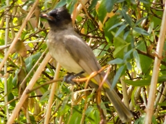 Pycnonotus barbatus layardi