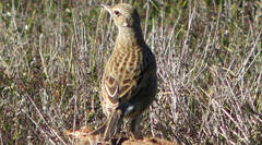 Cincloramphus cruralis