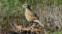 Cincloramphus cruralis