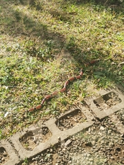 Micrurus nigrocinctus