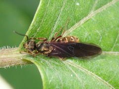 Dolichoderus bispinosus