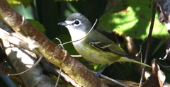 Vireo solitarius