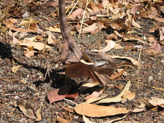 Chlamydosaurus kingii