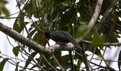 Saltator fuliginosus