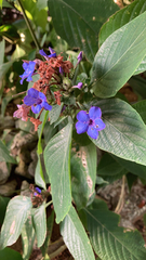 Eranthemum