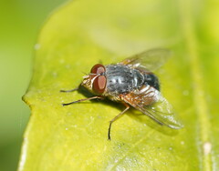 Calliphora augur