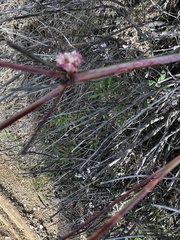 Eriogonum elongatum