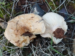 Lactarius tesquorum
