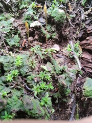 Pogonatum aloides image