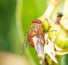 Calliphora ochracea