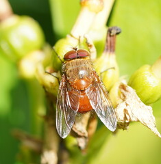 Calliphora ochracea