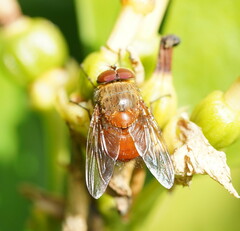 Calliphora ochracea