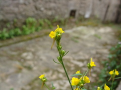 Linaria