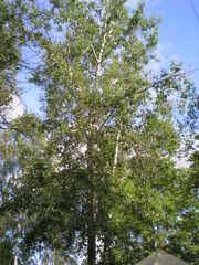 Populus longifolia