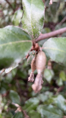Elaeagnus pungens