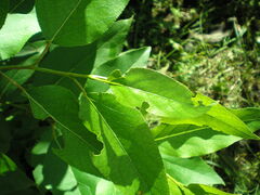 Populus longifolia