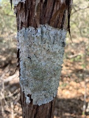 Punctelia missouriensis