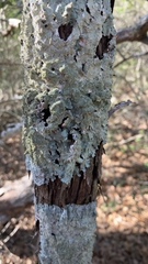 Punctelia missouriensis