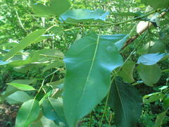 Populus longifolia