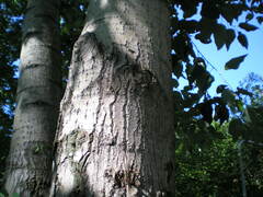 Populus longifolia