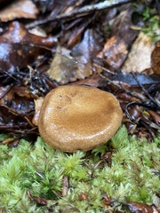 Xerocomus nothofagi