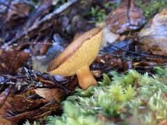 Xerocomus nothofagi