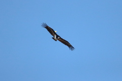 Trigonoceps occipitalis