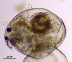 Chydorus sphaericus