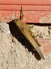 Anacridium aegyptium