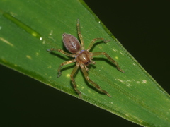Thelcticopis