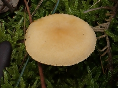 Cystoderma jasonis