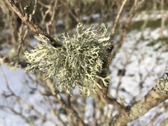 Evernia prunastri