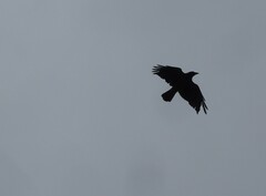 Corvus cornix