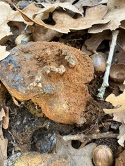 Pisolithus arenarius