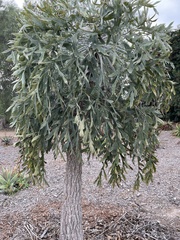 Cussonia paniculata paniculata
