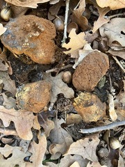 Pisolithus arenarius