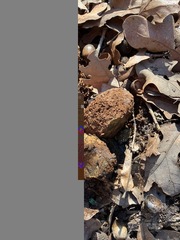 Pisolithus arenarius