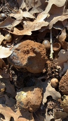 Pisolithus arenarius