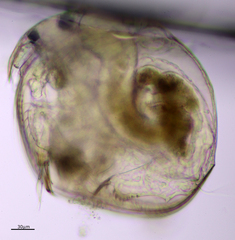 Chydorus sphaericus