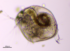 Chydorus sphaericus