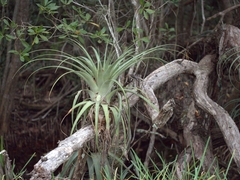 Tillandsia utriculata