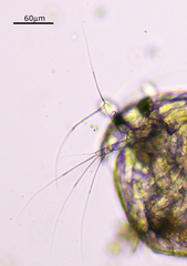 Chydorus sphaericus