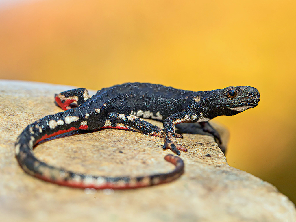 Northern Spectacled Salamander