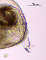 Chydorus sphaericus