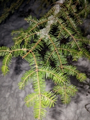 Abies balsamea