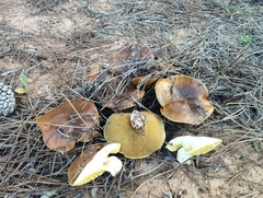 Suillus bellinii