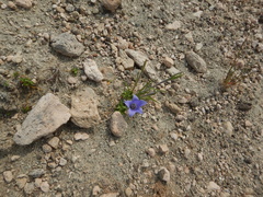 Campanula lasiocarpa